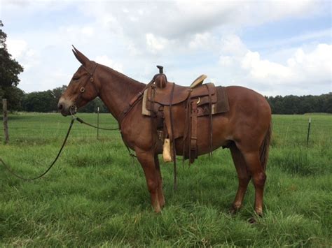 kelso mules|racking mules for sale.